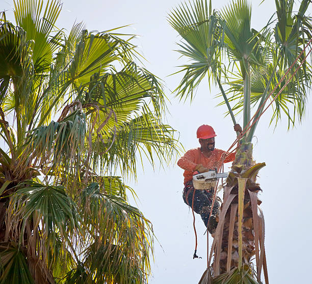 Best Tree Removal Near Me  in Matta, WA